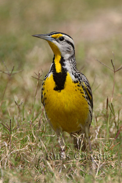 Eastern Meadowlark © Russ Chantler